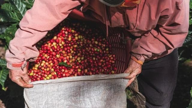 Monteverde: Coffee, Sugar Cane, and Chocolate Tour