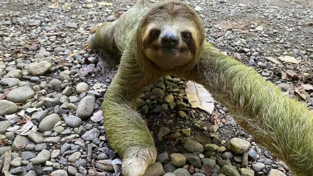 Manuel Antonio National Park Guided Tour – TICKET GUARANTEED