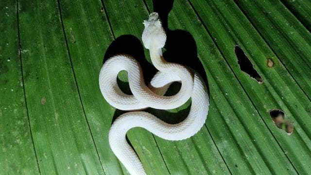 Puerto Viejo: Wildlife Night Tour in the Jungle