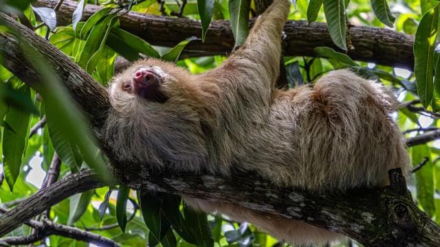 Manuel Antonio Mangrove Boat Tour