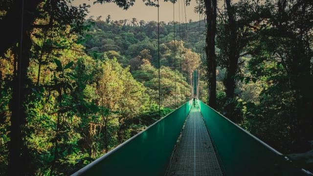 From Monteverde: Monteverde Suspension Bridge Guided Hike