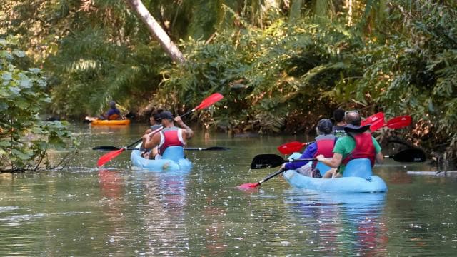 Quepos: Kayak Tour in the Mangroves Near Manuel Antonio Park
