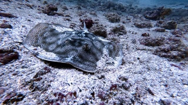 Tamarindo: Guided Snorkeling Tour with Marine Life Spotting