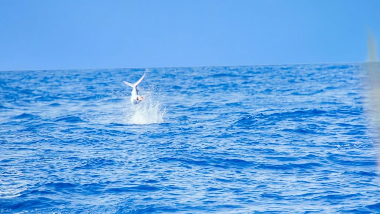 From Punta Cana: Deep Sea Fishing Tour by Boat with Drinks