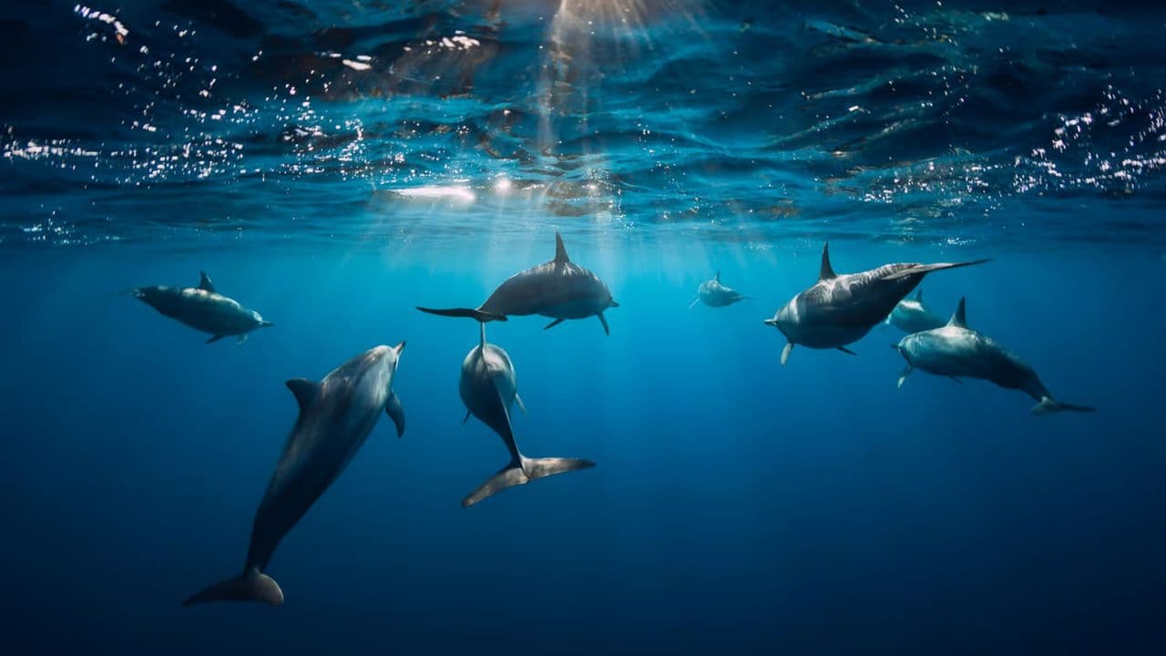 Swim with Dolphins in Punta Cana