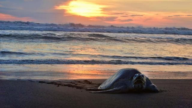 Costa Rica: Hundreds of thousands Olive Ridley Sea Turtles