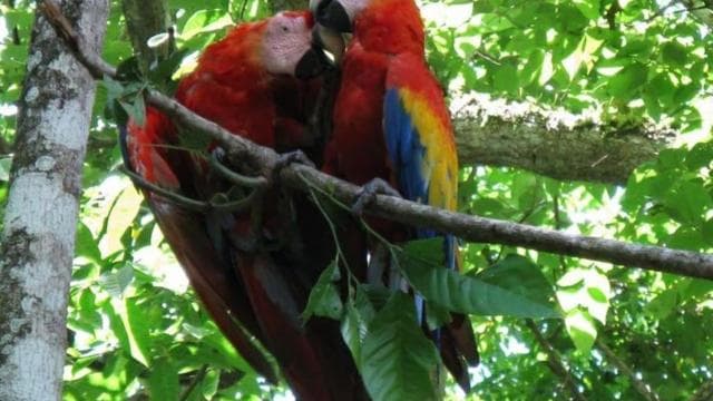 Papagayo Gulf: Palo Verde National Park Boat Tour