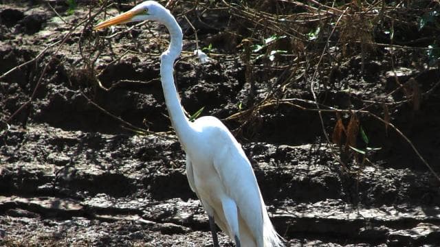 Caño Negro: rivers and lagoons: bird, flora and fauna tour