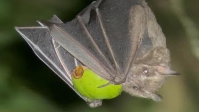 Monteverde: Oktari Monteverde Night Walk Tour
