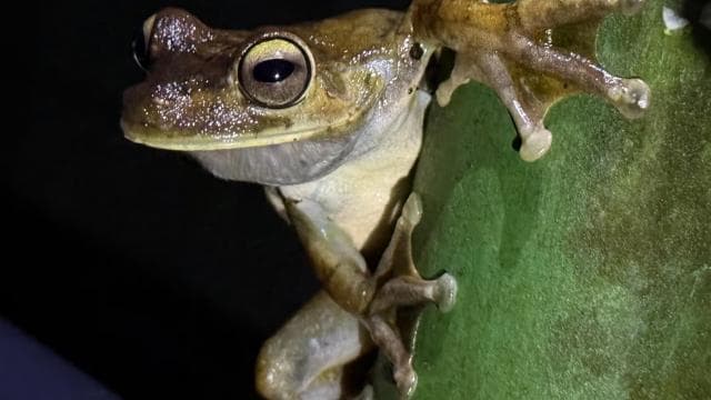 Manuel Antonio: Jungle Night Tour and Buttlerfly Garden