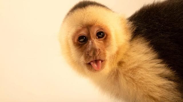 Quepos Costa Rica: Mangrove Monkey Tour