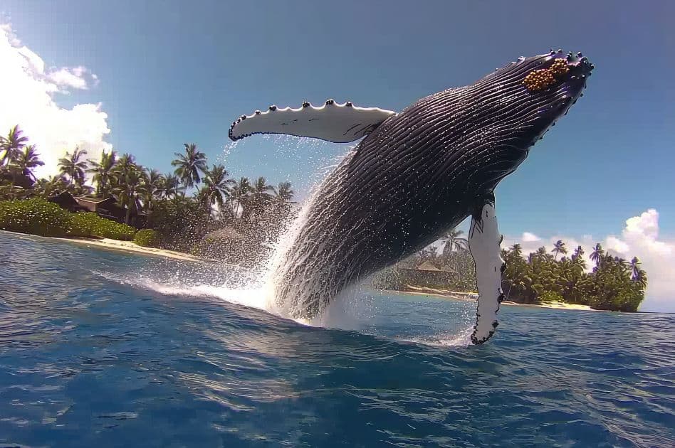 Humpback Whale Watching Experience in Samaná Bay – Half Day Tour From Miches Private