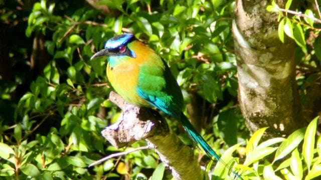 Monteverde: Curi-Cancha Reserve Tour with Entry Ticket