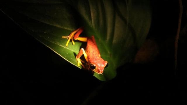 Santa Elena or Monteverde: Cloud Forest Night Walking Tour