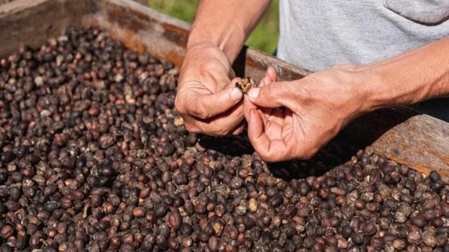 Monteverde: Coffee Tour and Night Walk