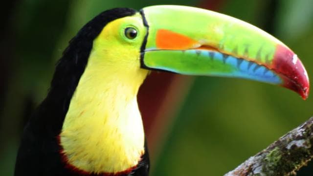 Rio Celeste Waterfall: Rain Forest Hike & Sloth Observation