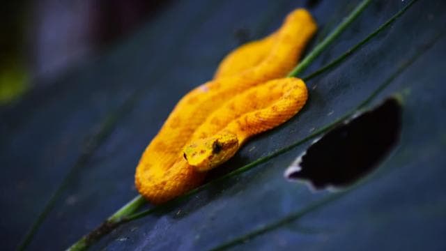 Canoe, night and day hike in Tortuguero National Park
