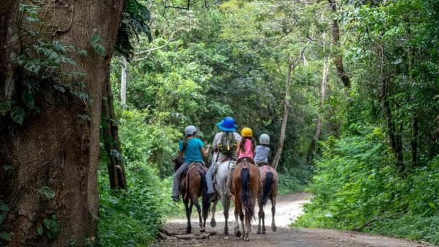 Liberia: Rainforest and Waterfalls Horseriding Tour