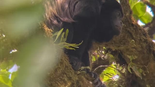 Monteverde cloud forest preserve tours