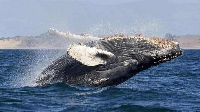 Uvita: Marino Ballena National Park Whale/Dolphin Watching