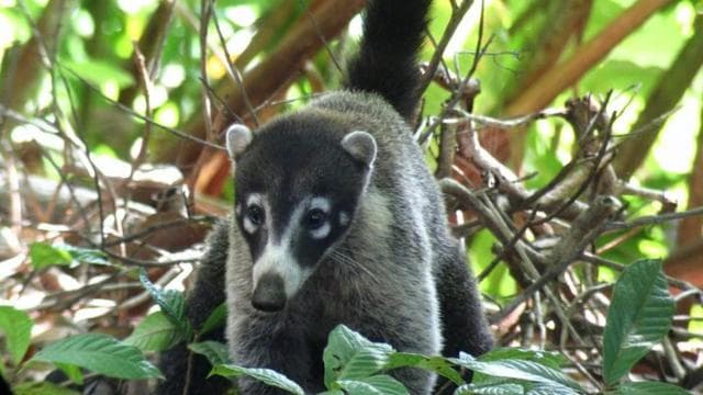 Corcovado: Sirena Station Overnight Adventure