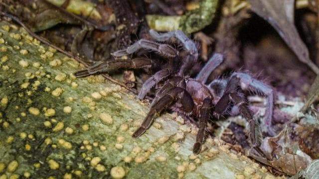 Manuel Antonio Night Jungle Tour