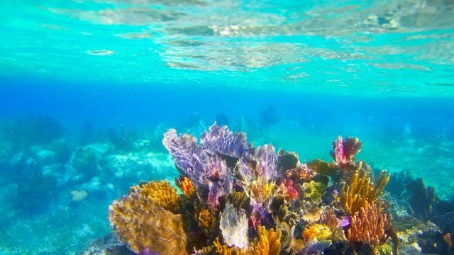 Epic Cahuita Combo Tour: Snorkel Reefs & Hike with Wildlife