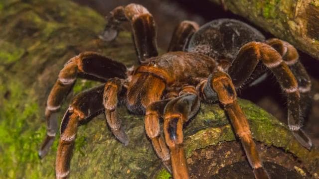 Monteverde: Kinkajou Forest Night Walking Tour