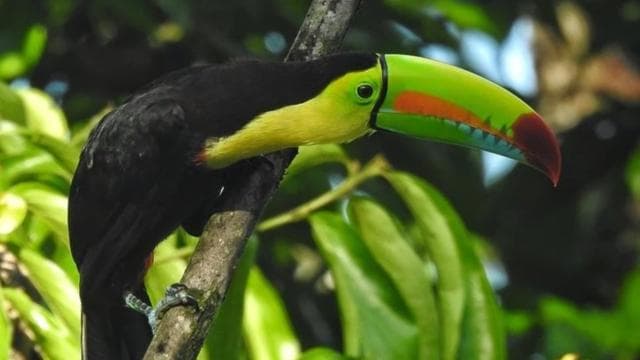 La Fortuna: Rainforest Nature Hike with Guide
