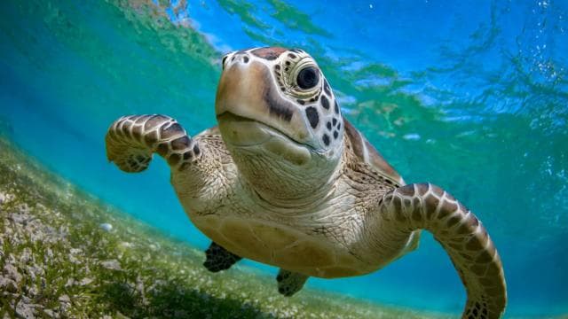 LICENSED Two-Hour Snorkeling Adventure Cahuita National Park
