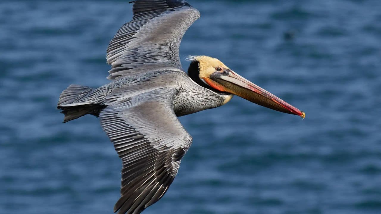 CaÃ±o Hondo : Los Haitises Sunrise or Sunset Private Kayak Excursion with Locals
