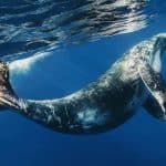 Whale Watching + Cayo Levantado Freedom