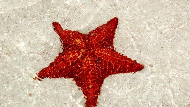 Saona Island: (4 beaches) Canto de la Playa from Punta Cana