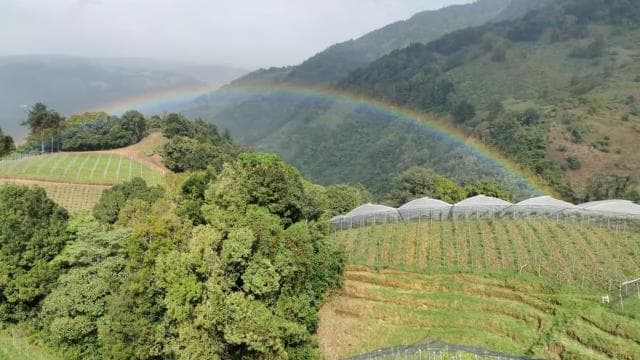 Wine Tour and Golden Rush