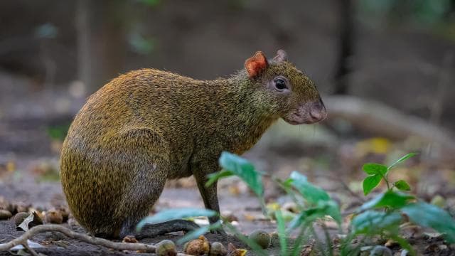 Rincón de la Vieja Rainforest Wildlife Night Tour