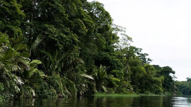 Cahuita National Park: Best Things to Do in Cahuita Limon