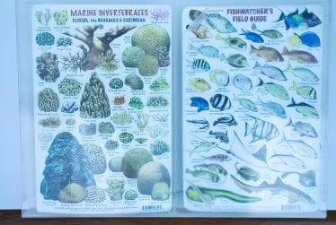 Experience the Exciting Caribbean Underwater World