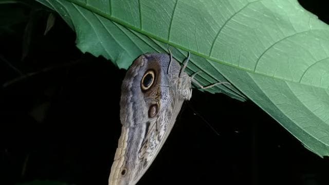 Manzanillo: Night hike in the forest