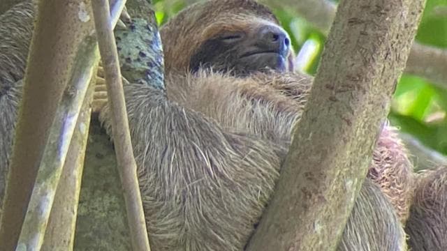 Quepos mangrove tour in Manuel Antonio by boat with monkeys