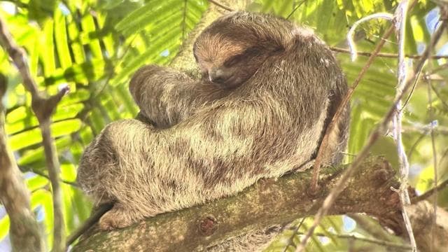 Costa Rica: Sloth tour and Coffee, Chocolate, and Sugarcane