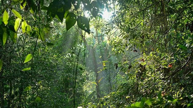 Corcovado National Park: Three Days and Two Nights Corcovado