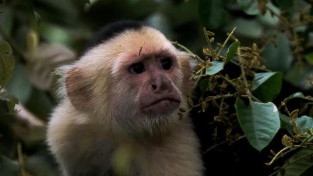 Arenal’s Best Sloth Tour: A Unique Wildlife Experience
