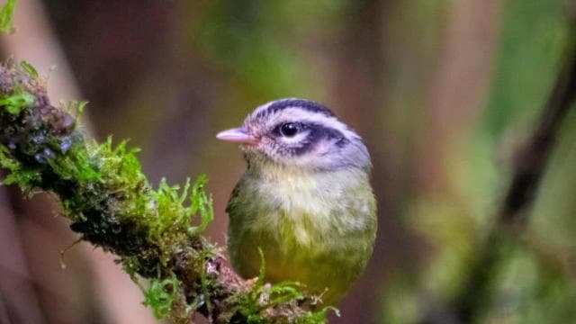 Santa Elena: Cloud Forest Reserve Guided Tour