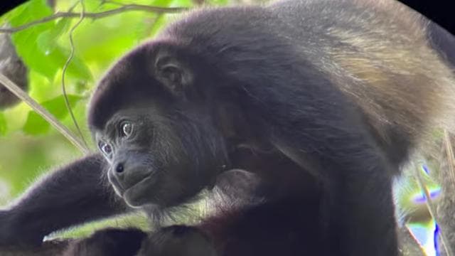 PRIVATE TOUR Manuel Antonio park