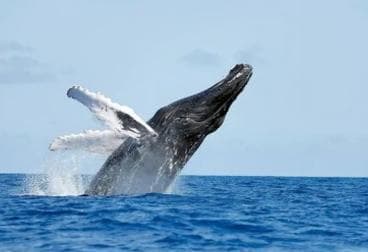 From Punta Cana: Whale Watching and Montana Redonda Tour