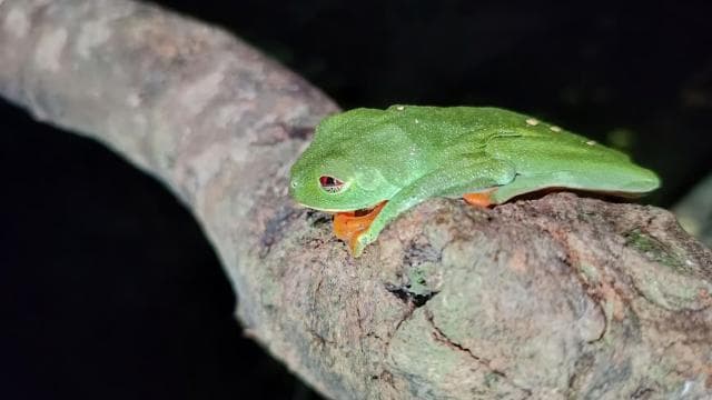 Cahuita's Tarantula Way Night Tour