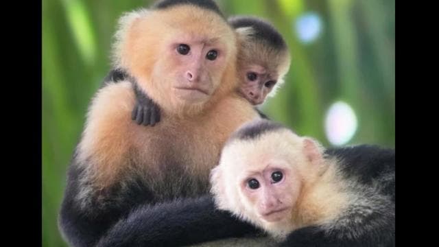 Guided hike through the Manuel Antonio jungle with optical equipment.