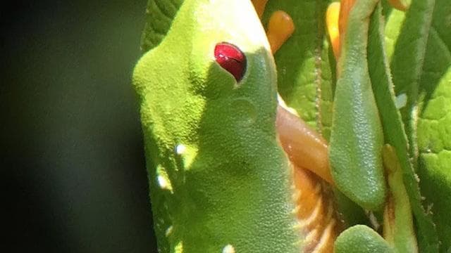 Manuel Antonio: Wildlife and Beach Tour in National Park