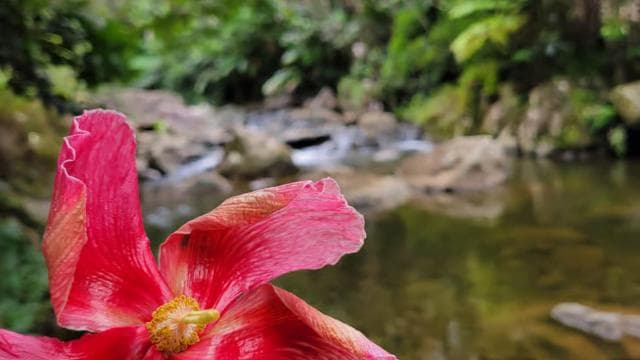 From San Juan: El Yunque Rainforest & Luquillo Kiosks Tour