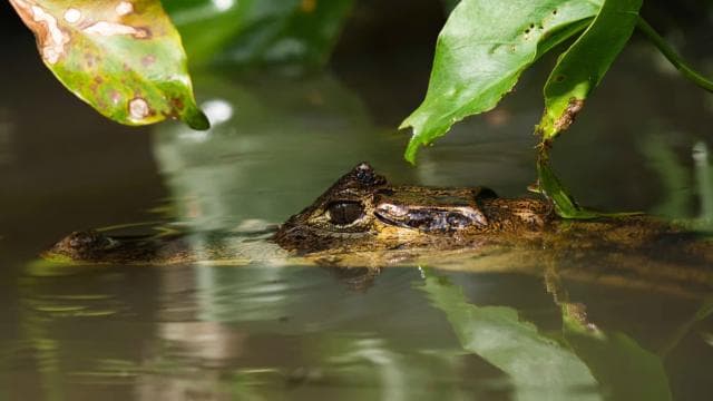 Tortuguero: Canoe tour package and night walk in the jungle.